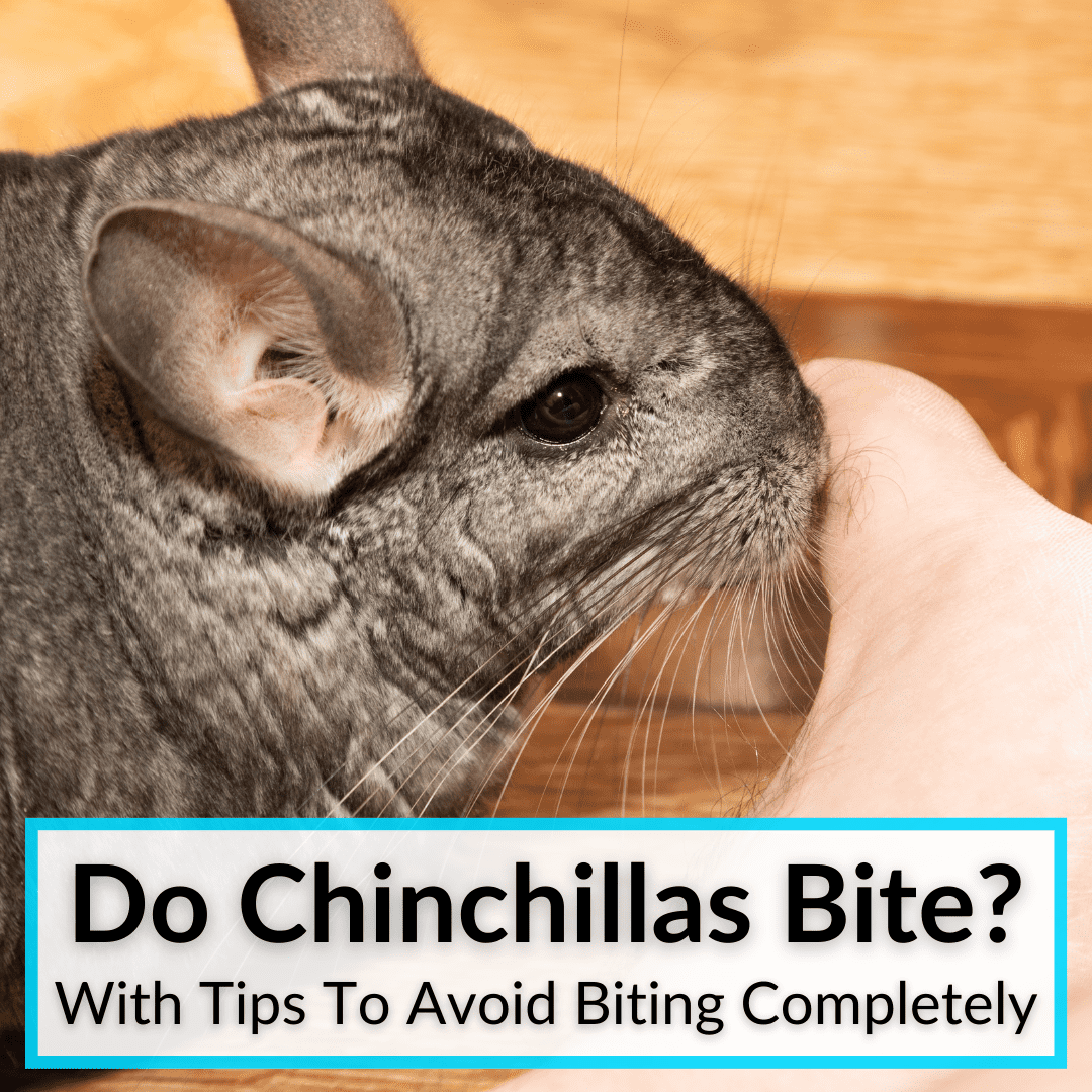Do Chinchillas Bite