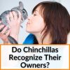 Do Chinchillas Recognize Their Owners