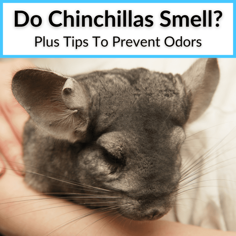 Do Chinchillas Smell? (+Tips To Avoid Prevent Odors)