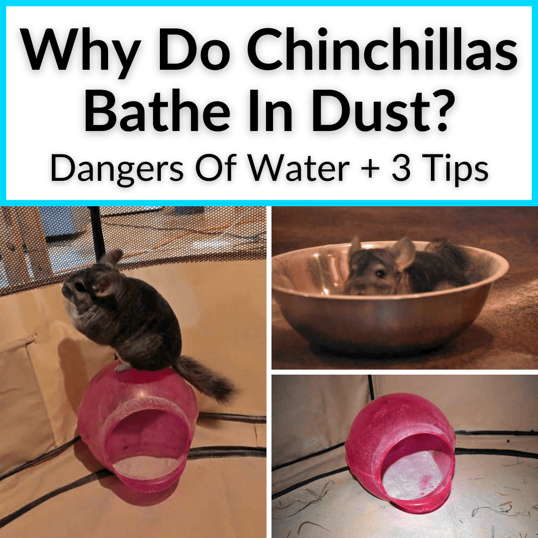 Why Do Chinchillas Bathe In Dust