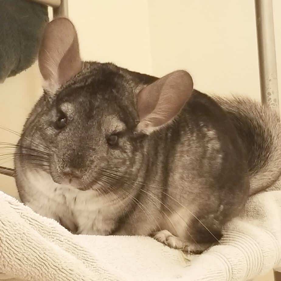chinchillas recognizing its owner