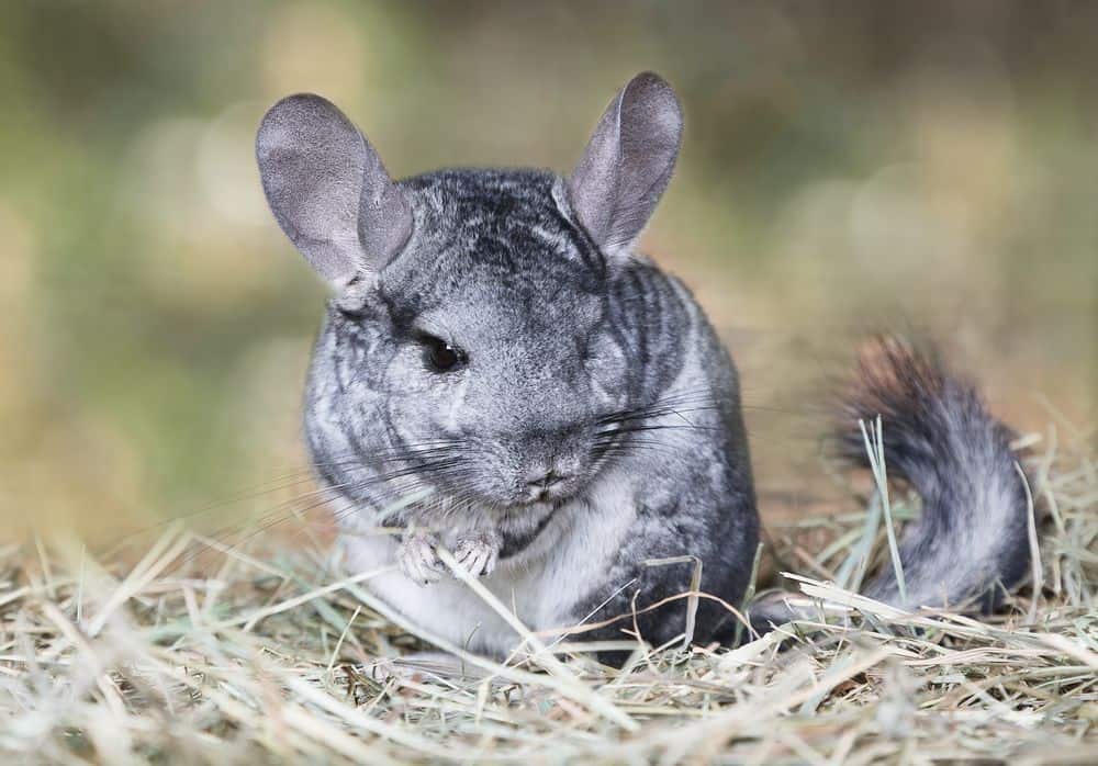 chinchilla on straw for burrowing