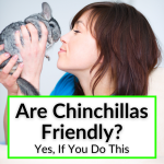 Are Chinchillas Friendly