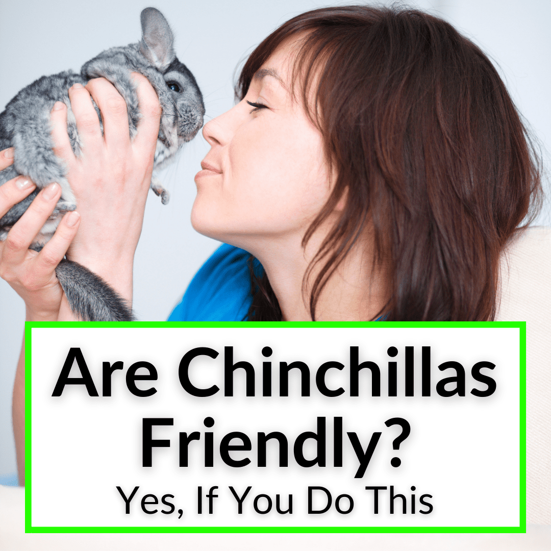 Are Chinchillas Friendly