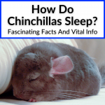 How Do Chinchillas Sleep