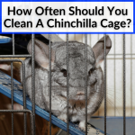 How Often Should You Clean A Chinchilla Cage