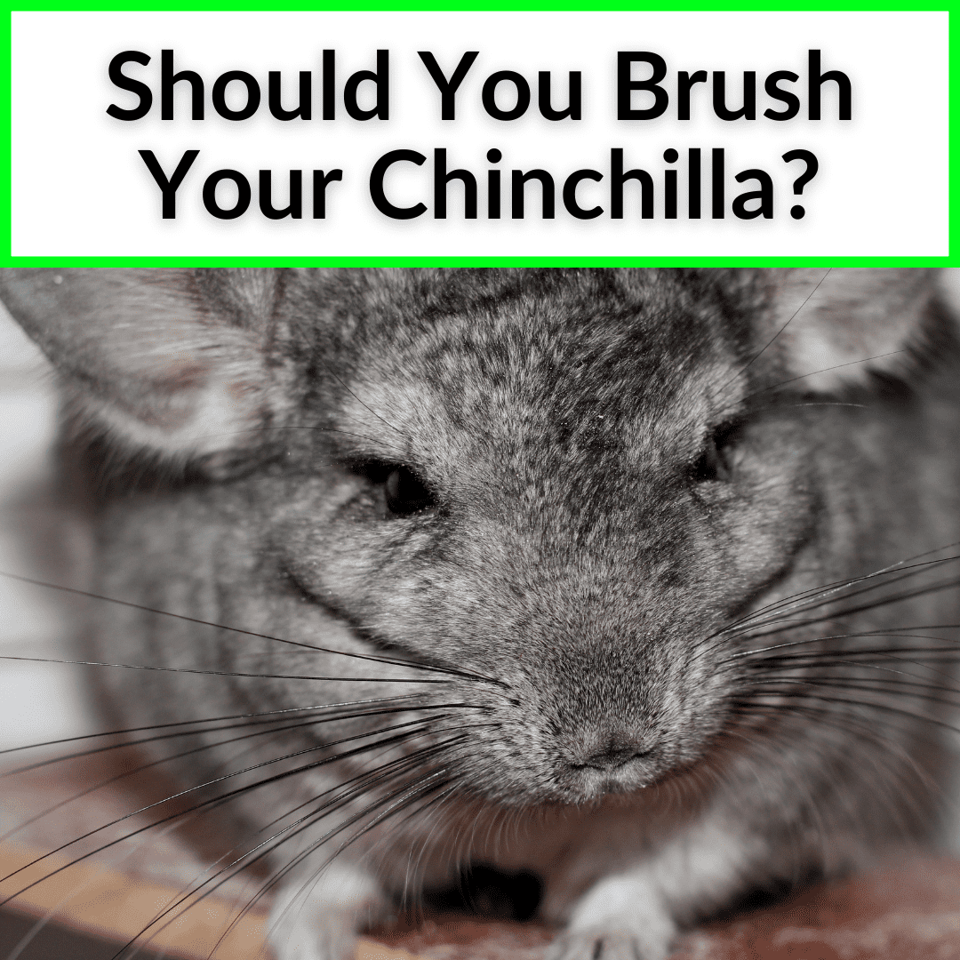 Should You Brush Your Chinchilla