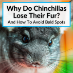 Why Do Chinchillas Lose Their Fur