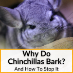 Why Do Chinchillas Bark