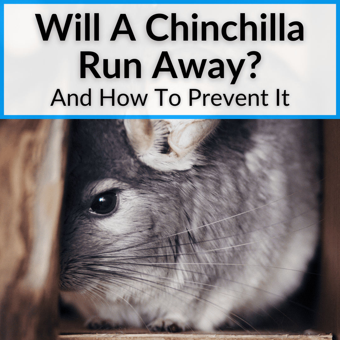 Will A Chinchilla Run Away