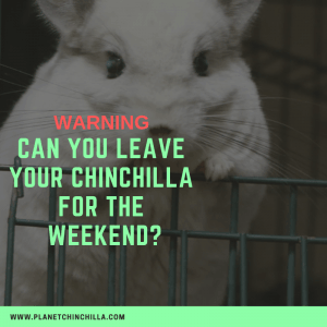 leave chinchilla alone for weekend