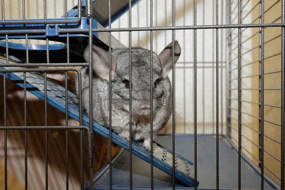 chinchilla in cage while cleaning