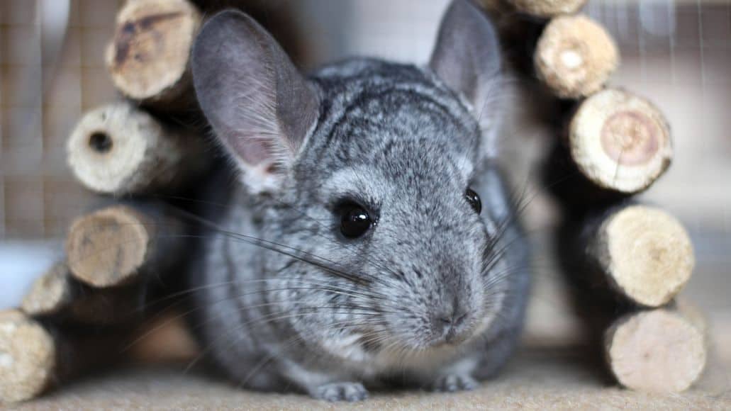 chinchilla peeing in wooden hideout