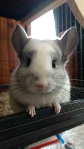 chinchilla cleanest animal to own as pet