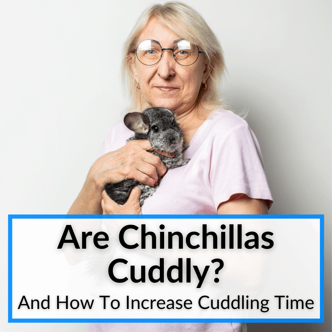 Are Chinchillas Cuddly