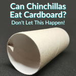 Can Chinchillas Eat Cardboard