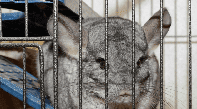 Do Chinchillas Get Lonely