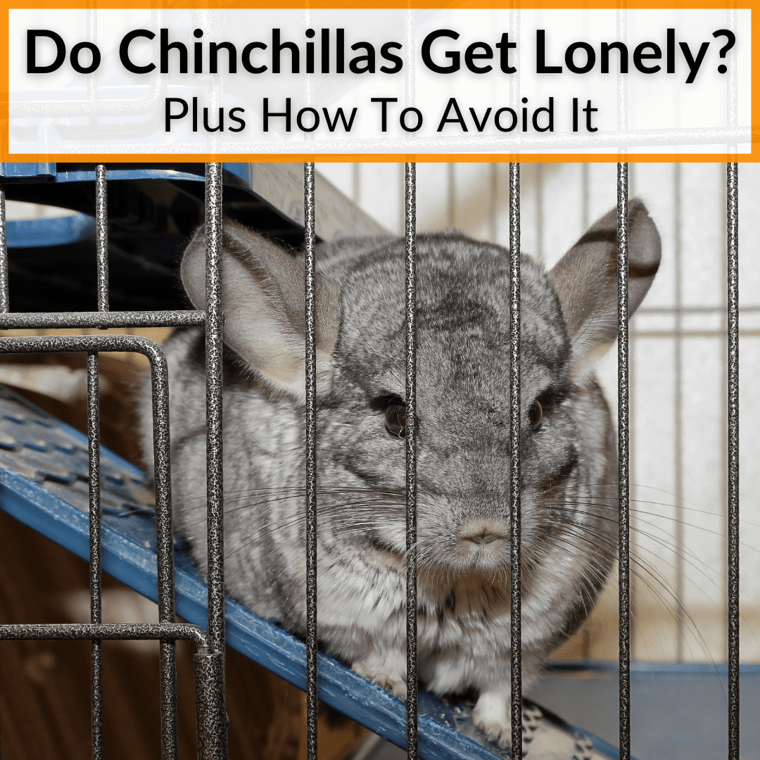 Do Chinchillas Get Lonely