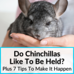 Do Chinchillas Like To Be Held
