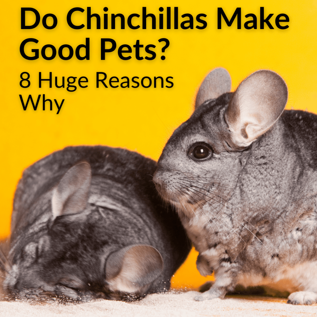 Do Chinchillas Make Good Pets? (8 Huge Reasons Why)