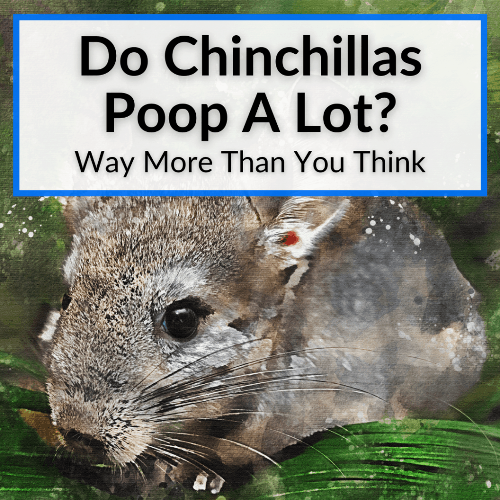 Do Chinchillas Poop A Lot? (Way More Than You Think)