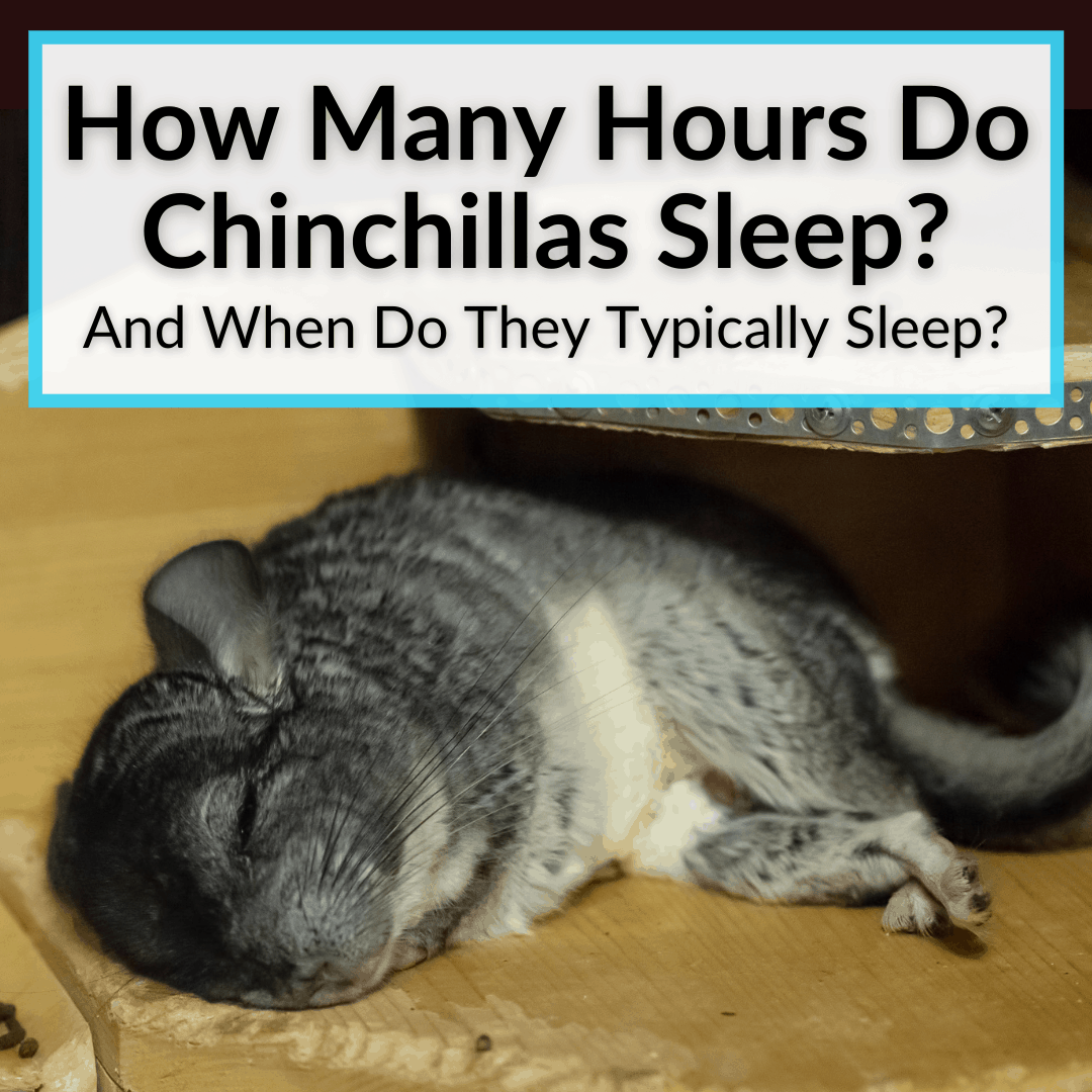 How Many Hours Do Chinchillas Sleep