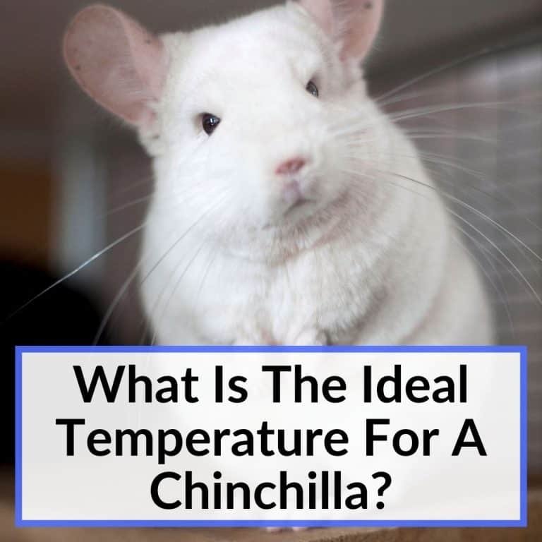 Do Chinchillas Smell? (+Tips To Prevent Odors)