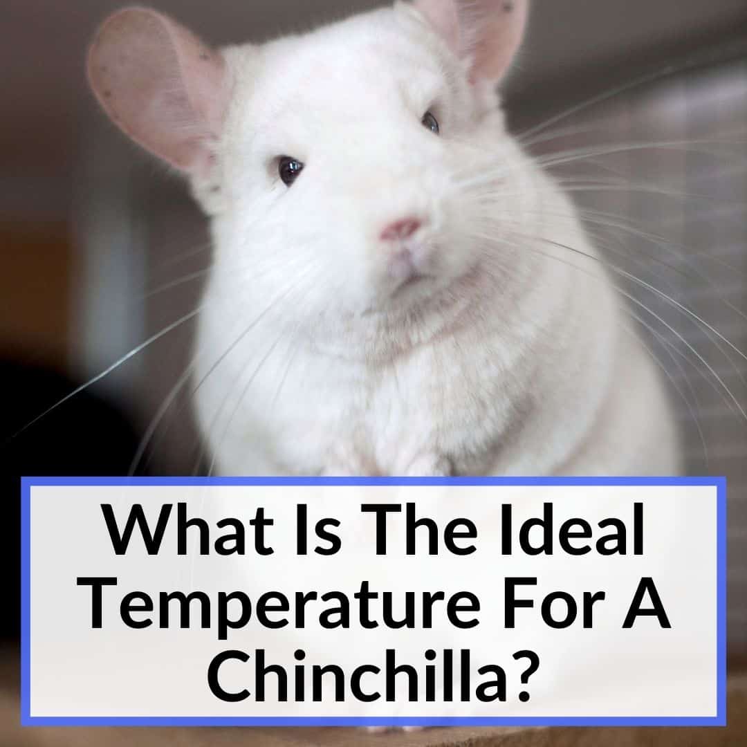 What Is The Ideal Temperature For A Chinchilla