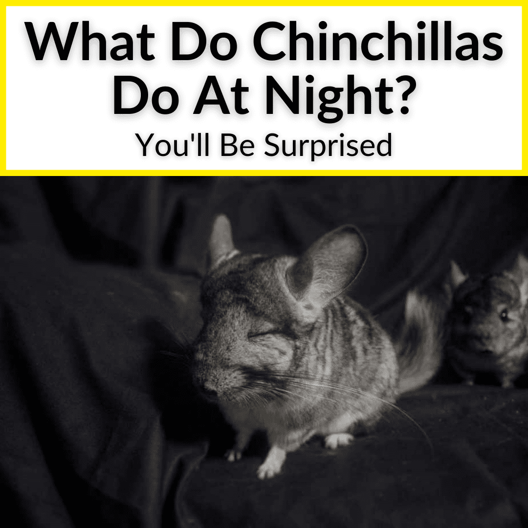 What Do Chinchillas Do At Night