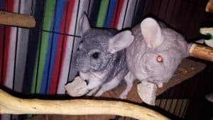 can-chinchillas-play-with-dogs