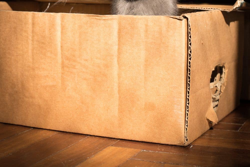 cardboard box for chinchilla