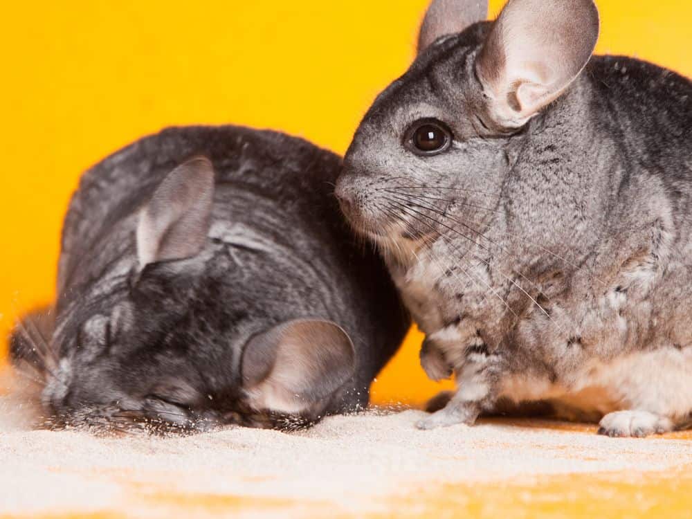 chinchillas that want to reproduce