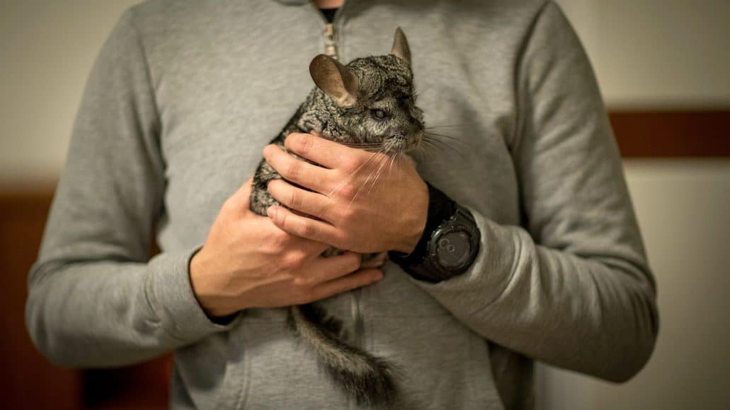 man holding pet chinchilla