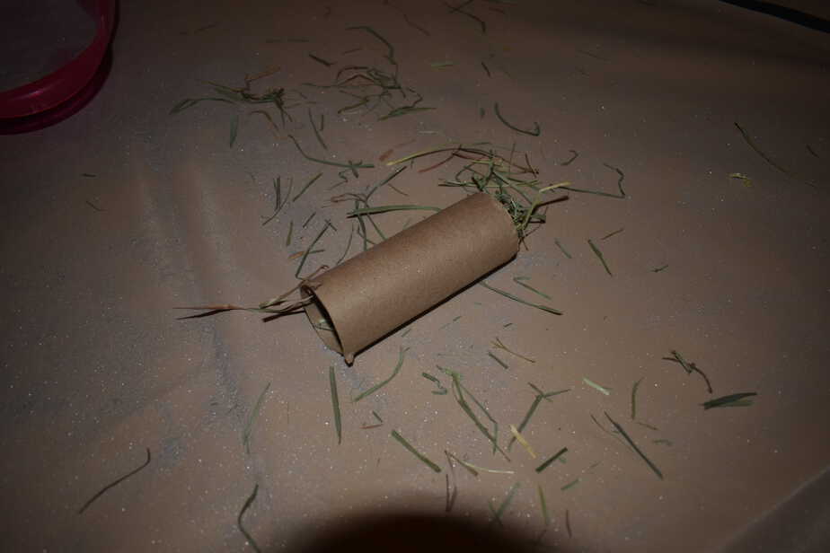 toilet paper roll for chinchilla