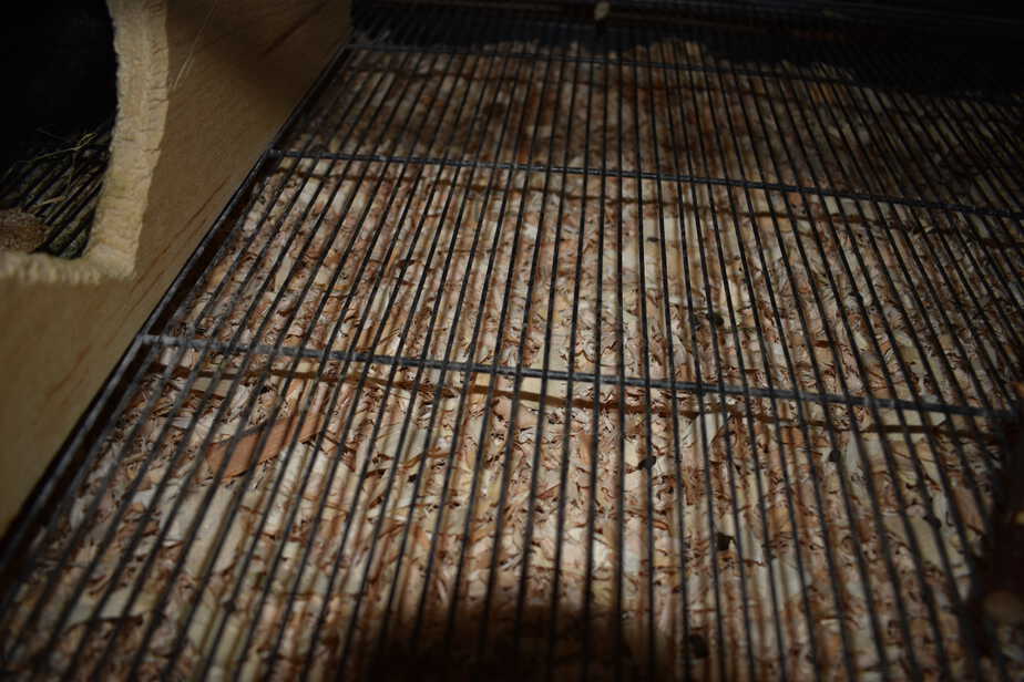 wire bottom cage above chinchilla bedding