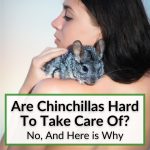 Are Chinchillas Hard To Take Care Of