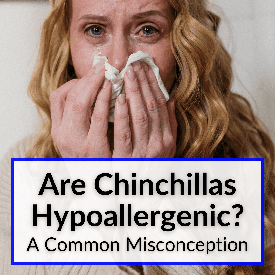 Are Chinchillas Hypoallergenic