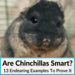 Are Chinchillas Smart