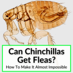 Can Chinchillas Get Fleas