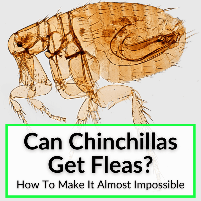 Can Chinchillas Get Fleas? (How To Make It Almost Impossible)