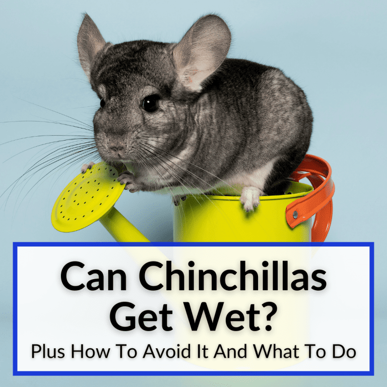 Can Chinchillas Get Wet? (+How To Avoid And What To Do)