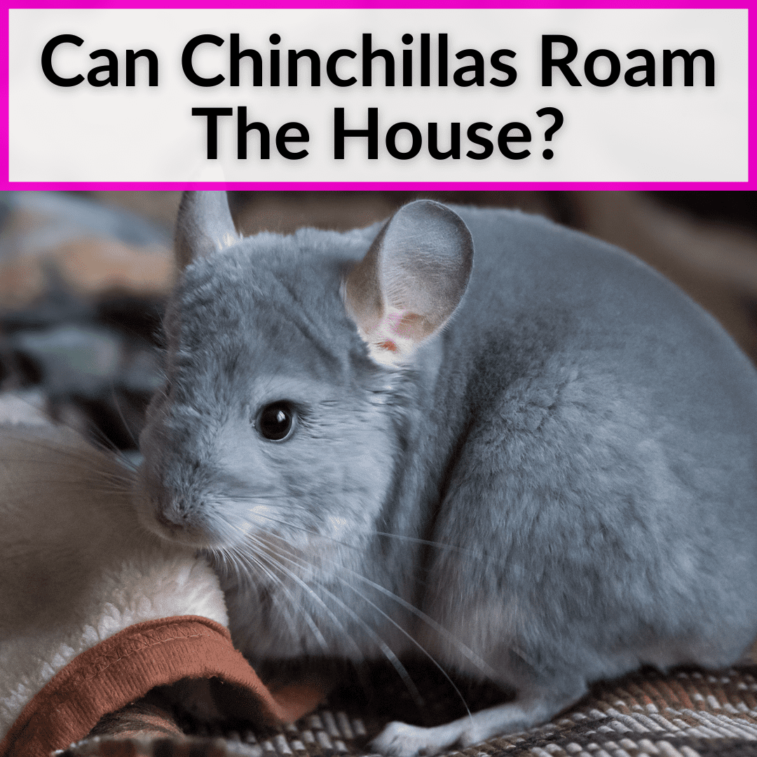 Can Chinchillas Roam The House