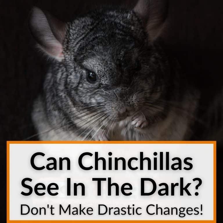 Can Chinchillas See In The Dark? (Don't Make Drastic Changes!)