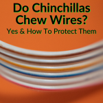 Do Chinchillas Chew Wires
