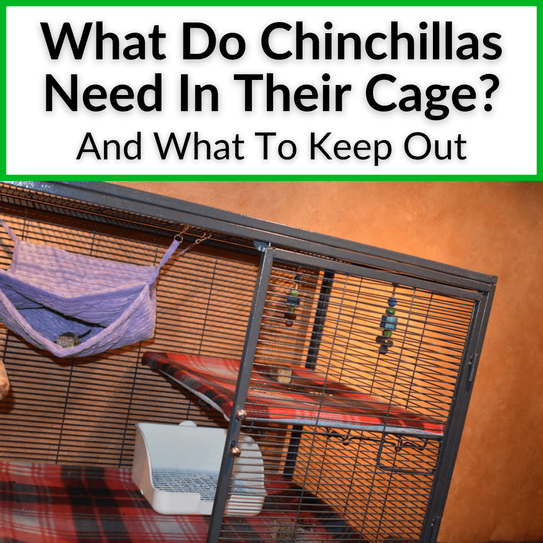 What Do Chinchillas Need In Their Cage