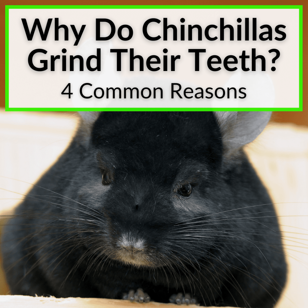 Why Do Chinchillas Grind Their Teeth? (4 Common Reasons)