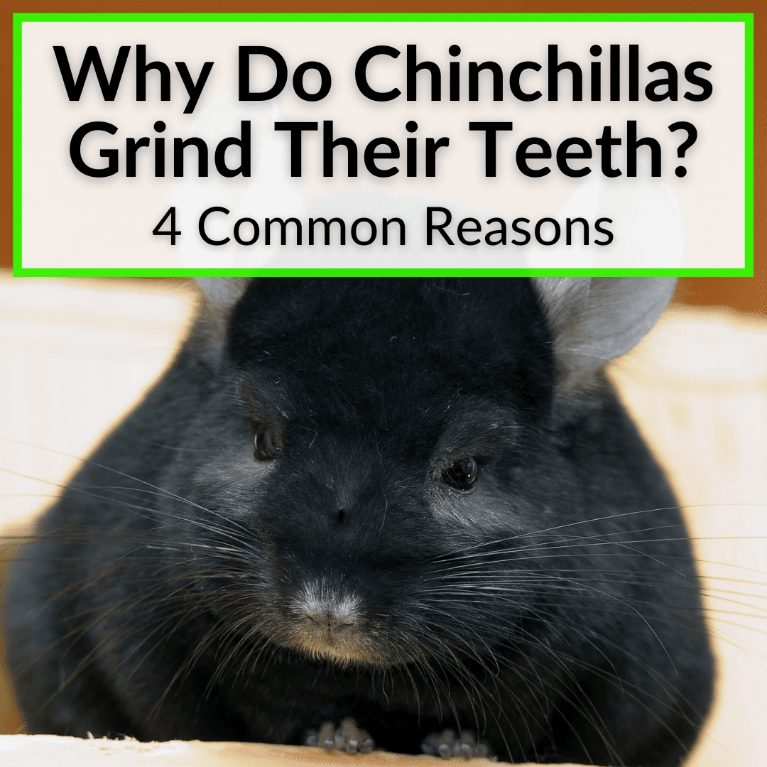 Why Do Chinchillas Grind Their Teeth