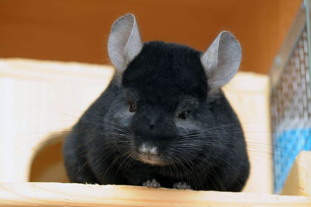 black chinchilla with dense fur