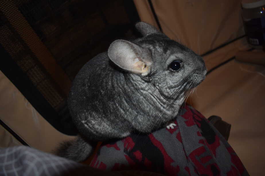 chinchilla getting exercise
