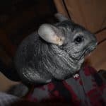 why-are-chinchillas-so-expensive-chinchilla-on-my-leg